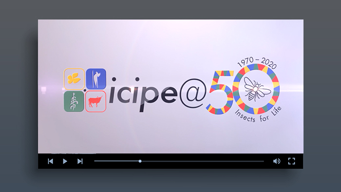 icipe@50 animated logo